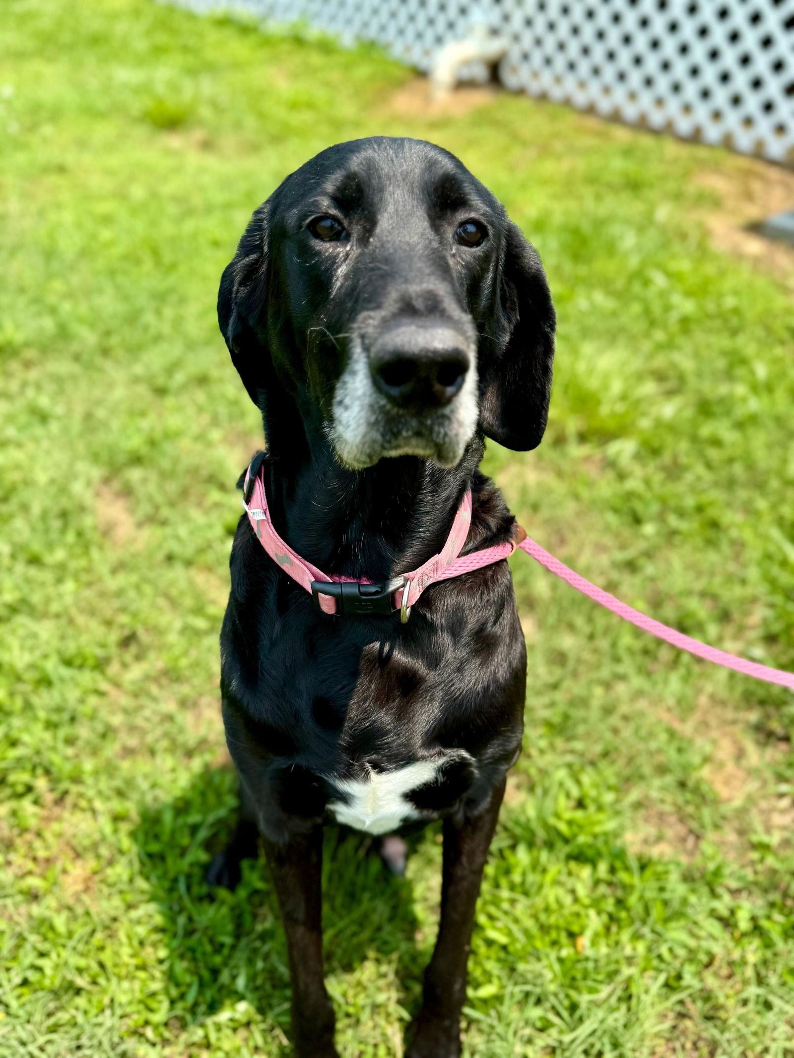 Enlarge Buddy Apr 25, a Adopted mixed breed in Pacolet, SC image 3/3