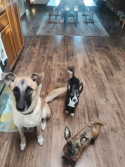 Mojo Jojo, a Adoptable mixed breed in Petaluma, CA image 6/6