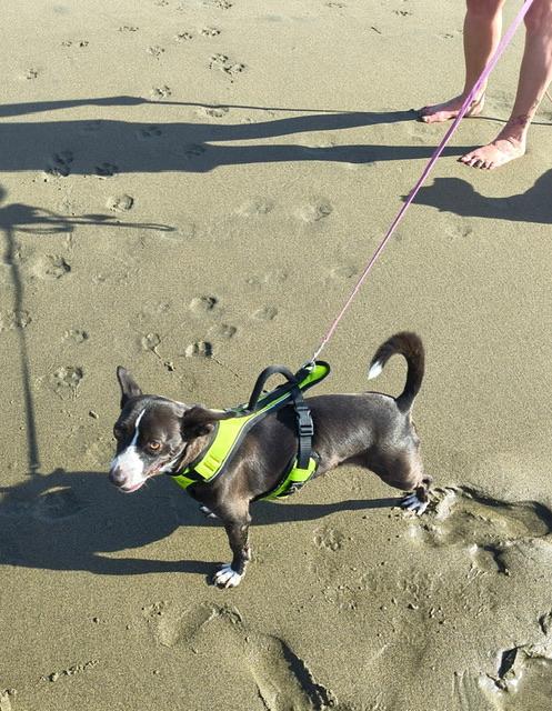 Enlarge Mojo Jojo, an adoptable mixed breed in Petaluma, CA image 5/6