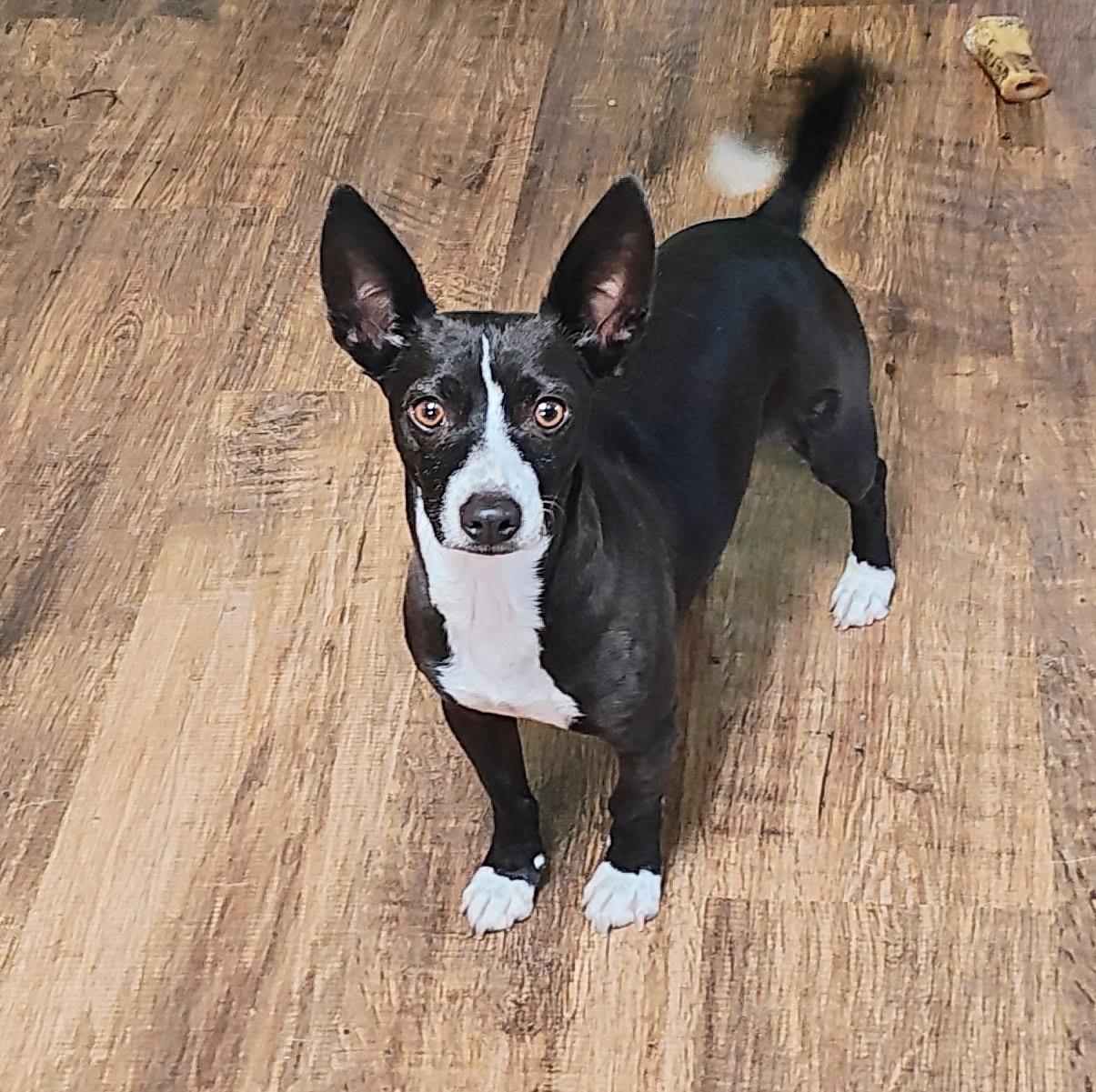 Mojo Jojo, a Adoptable mixed breed in Petaluma, CA image 1/6