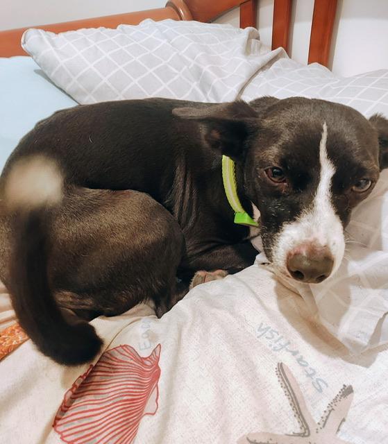 Mojo Jojo, a Adoptable mixed breed in Petaluma, CA image 4/6