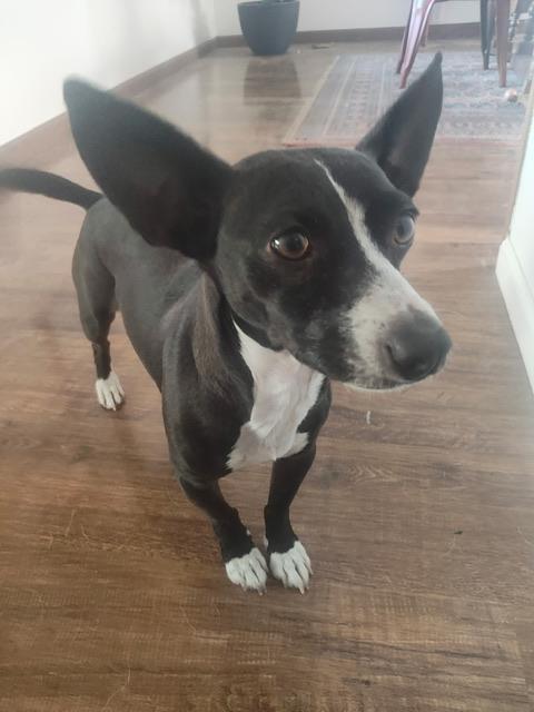 Mojo Jojo, a Adoptable mixed breed in Petaluma, CA image 3/6