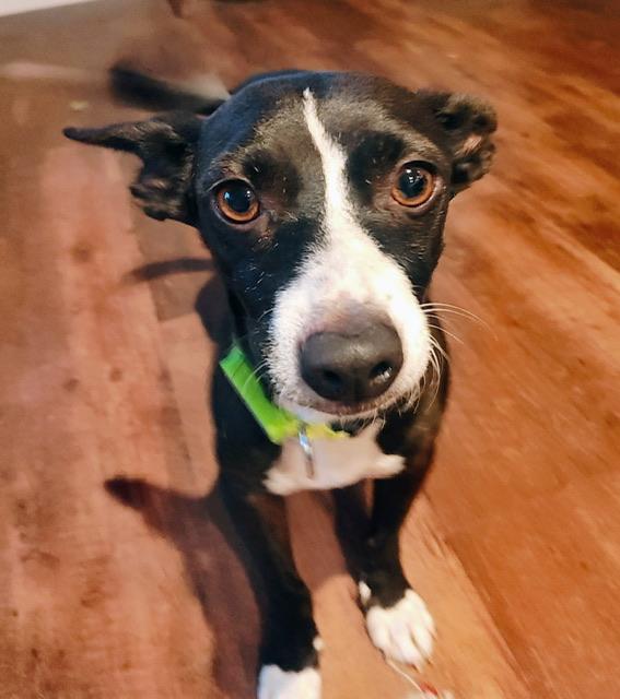 Mojo Jojo, a Adoptable mixed breed in Petaluma, CA image 2/6