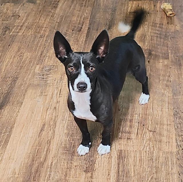 Enlarge Mojo Jojo, an adoptable mixed breed in Petaluma, CA image 1/6