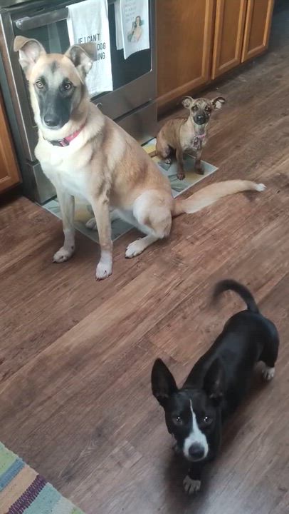 Enlarge Mojo Jojo, a Adoptable mixed breed in Petaluma, CA video 5/6