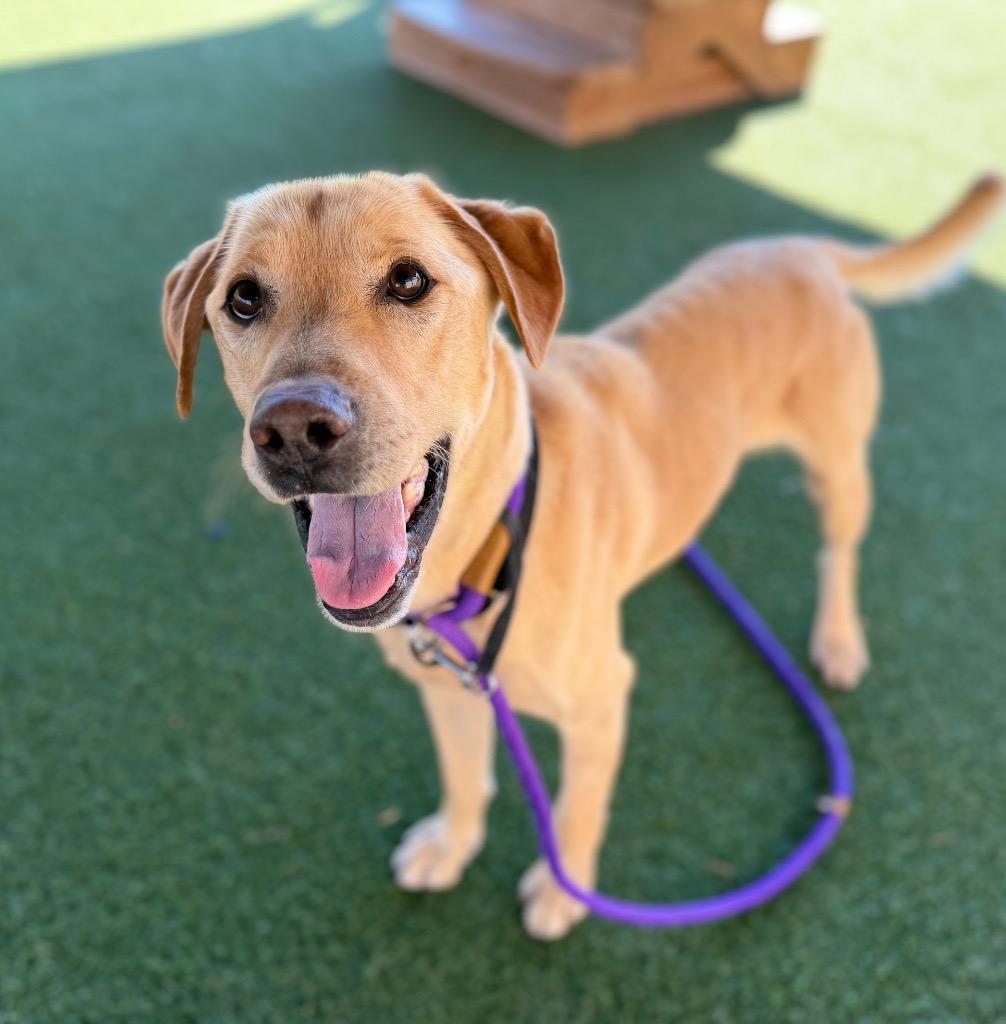 Gunner, Adoptable, Adult Male Labrador Retriever.