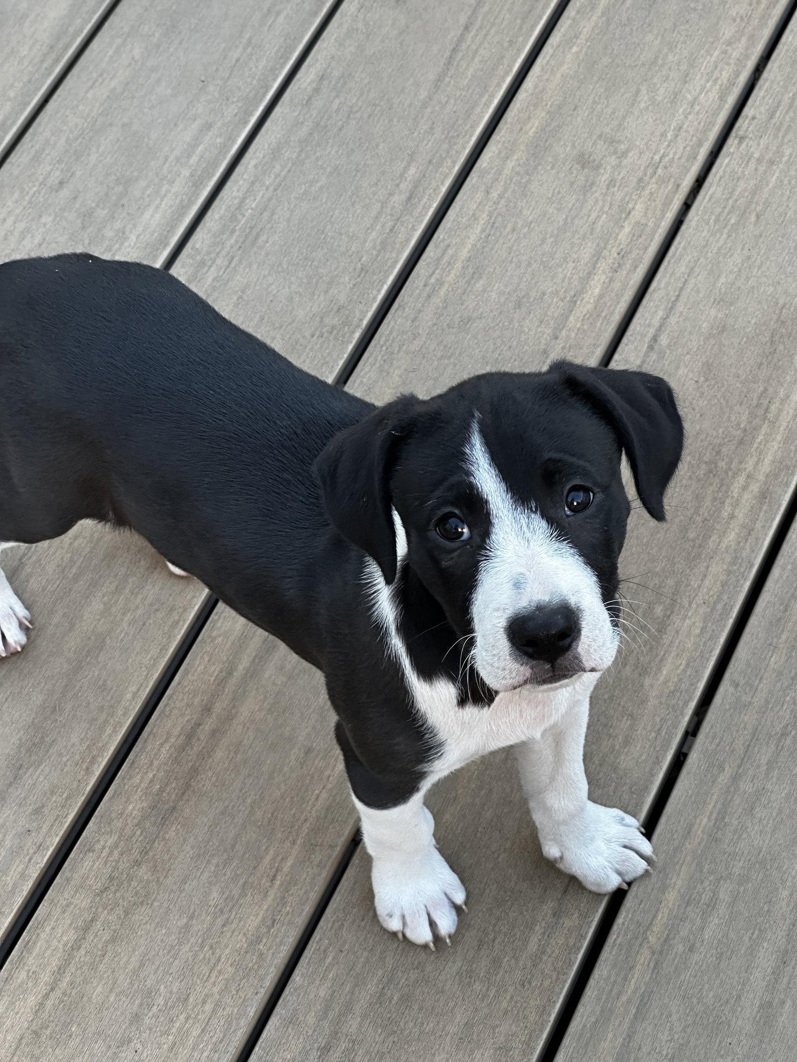 Rueben, Adoptable, Young Male Terrier.