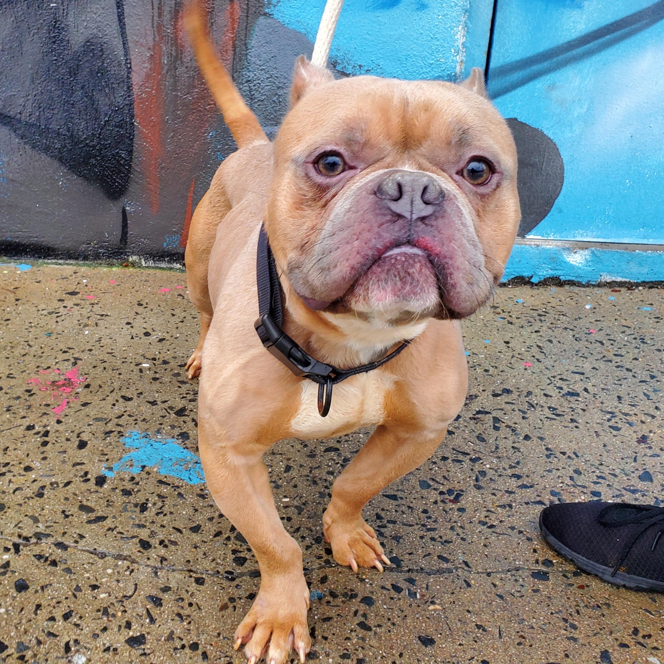 Munchy, adopted, Adult Male American Bulldog.