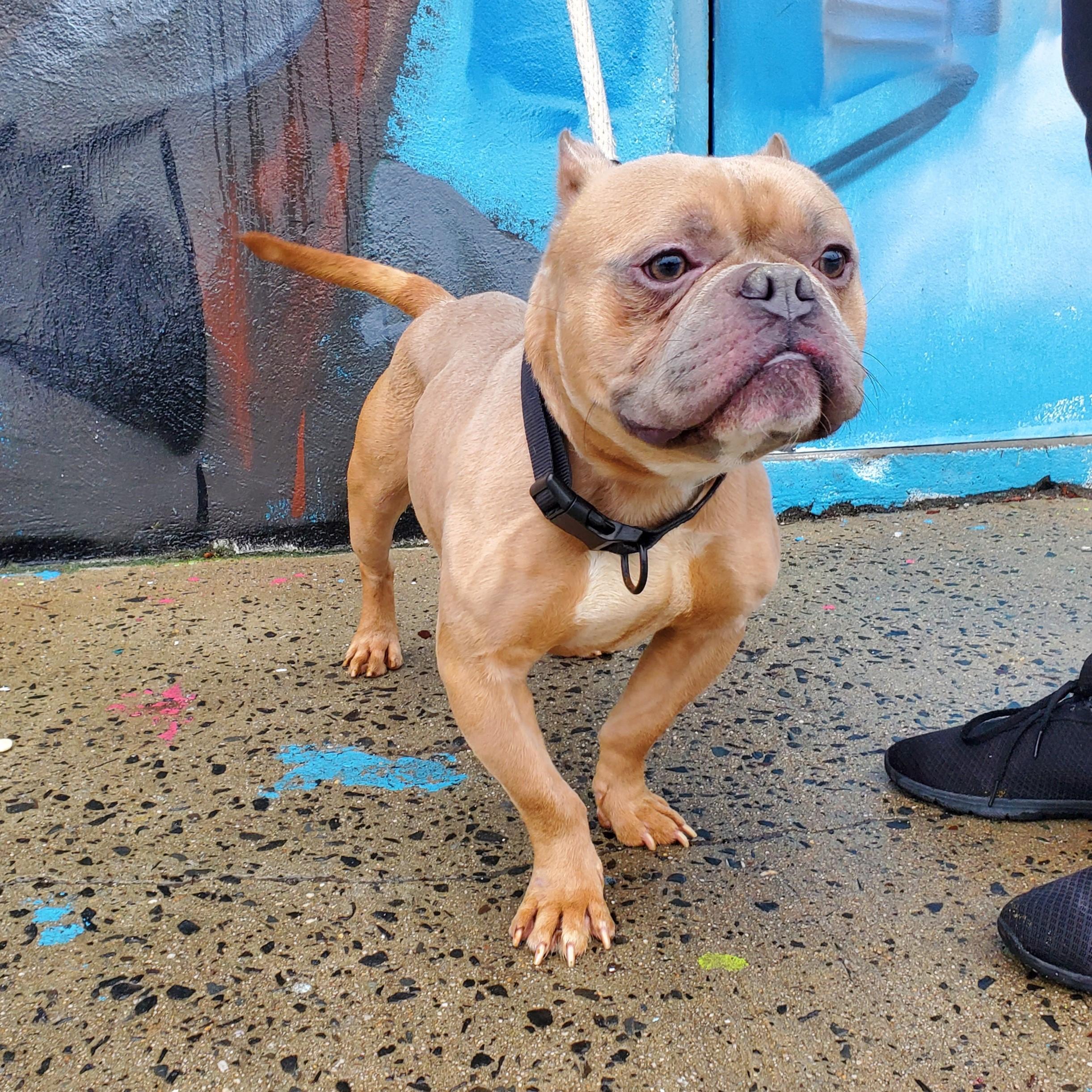 Munchy, an adopted American Bulldog in Jersey city, NJ image 2/2
