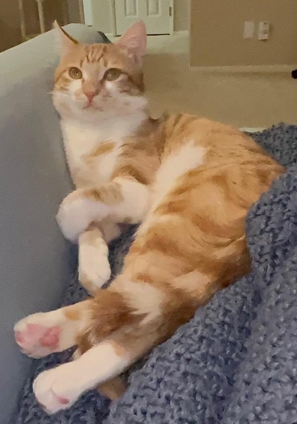 Simon, Adoptable, Adult Male Domestic Short Hair.