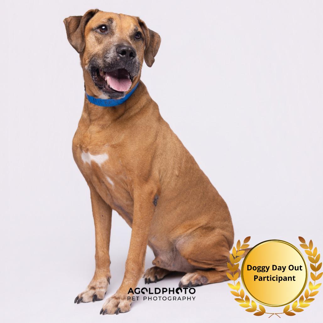 Mickey, Adoptable, Senior Male Catahoula Leopard Dog & Terrier.