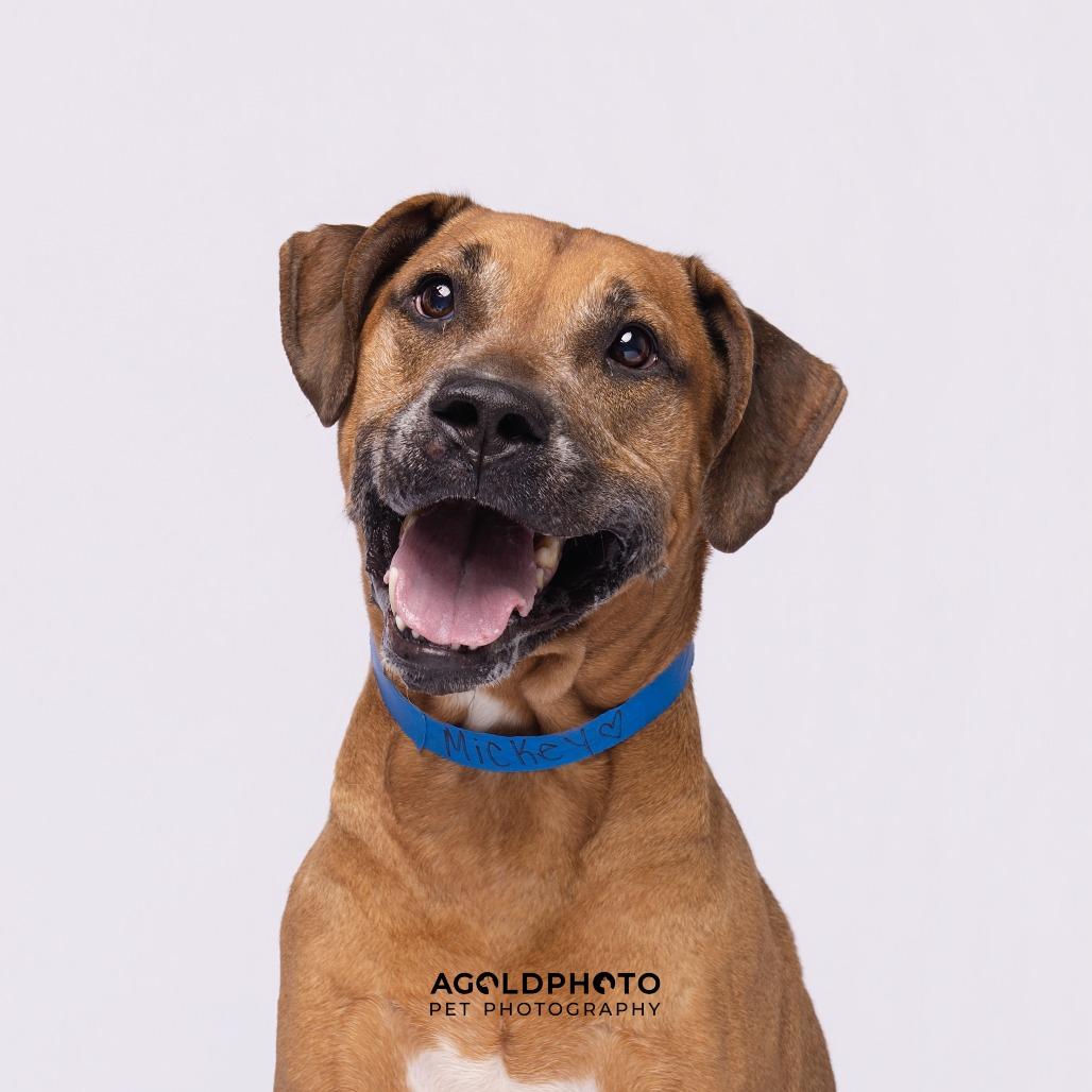 Mickey, Adoptable, Senior Male Catahoula Leopard Dog & Terrier.