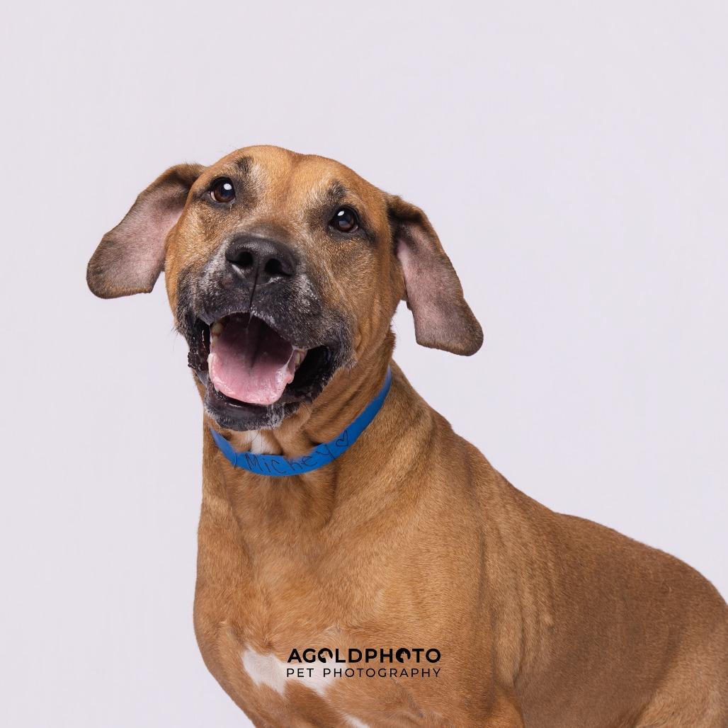 Enlarge Mickey, a Adoptable mixed breed in Tampa, FL image 2/6