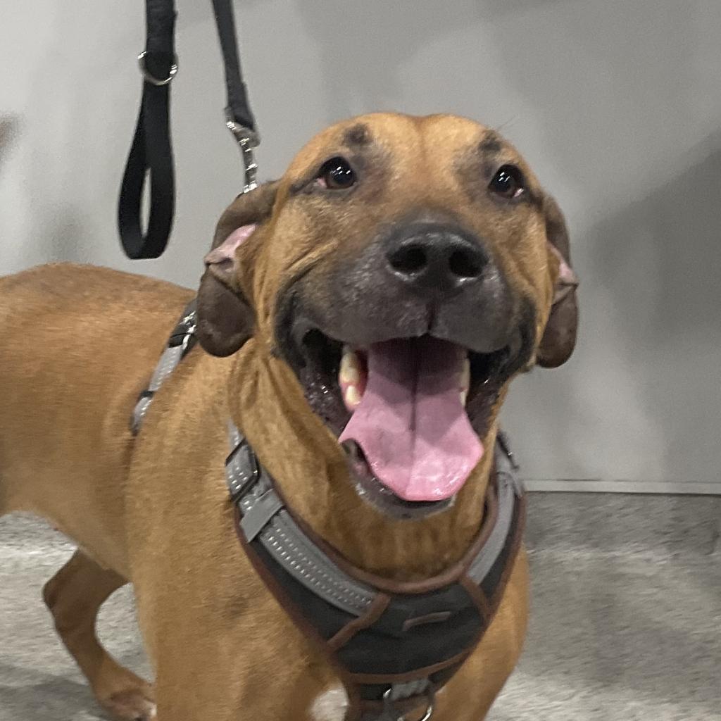 Enlarge Mickey, a Adoptable mixed breed in Tampa, FL image 3/6