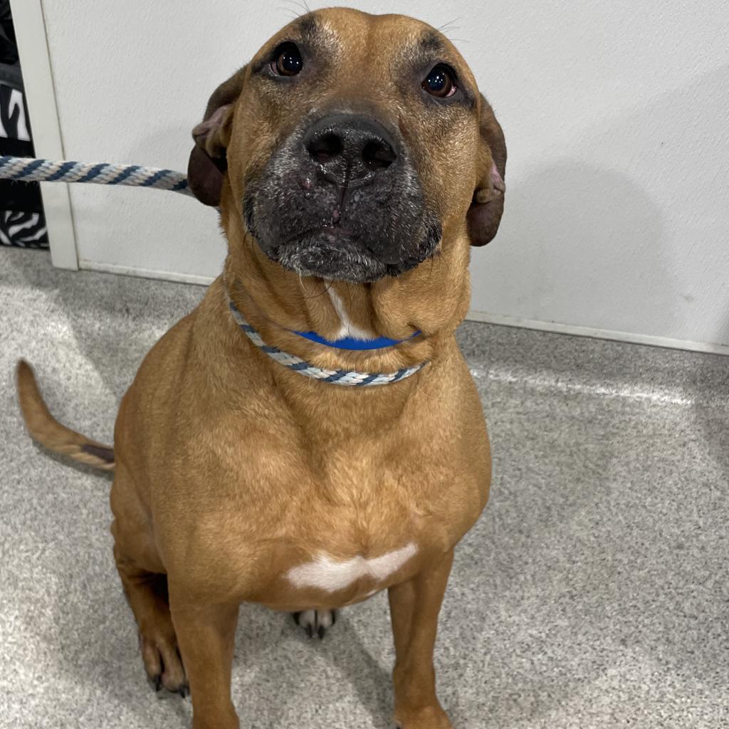 Enlarge Mickey, a Adoptable mixed breed in Tampa, FL image 4/6