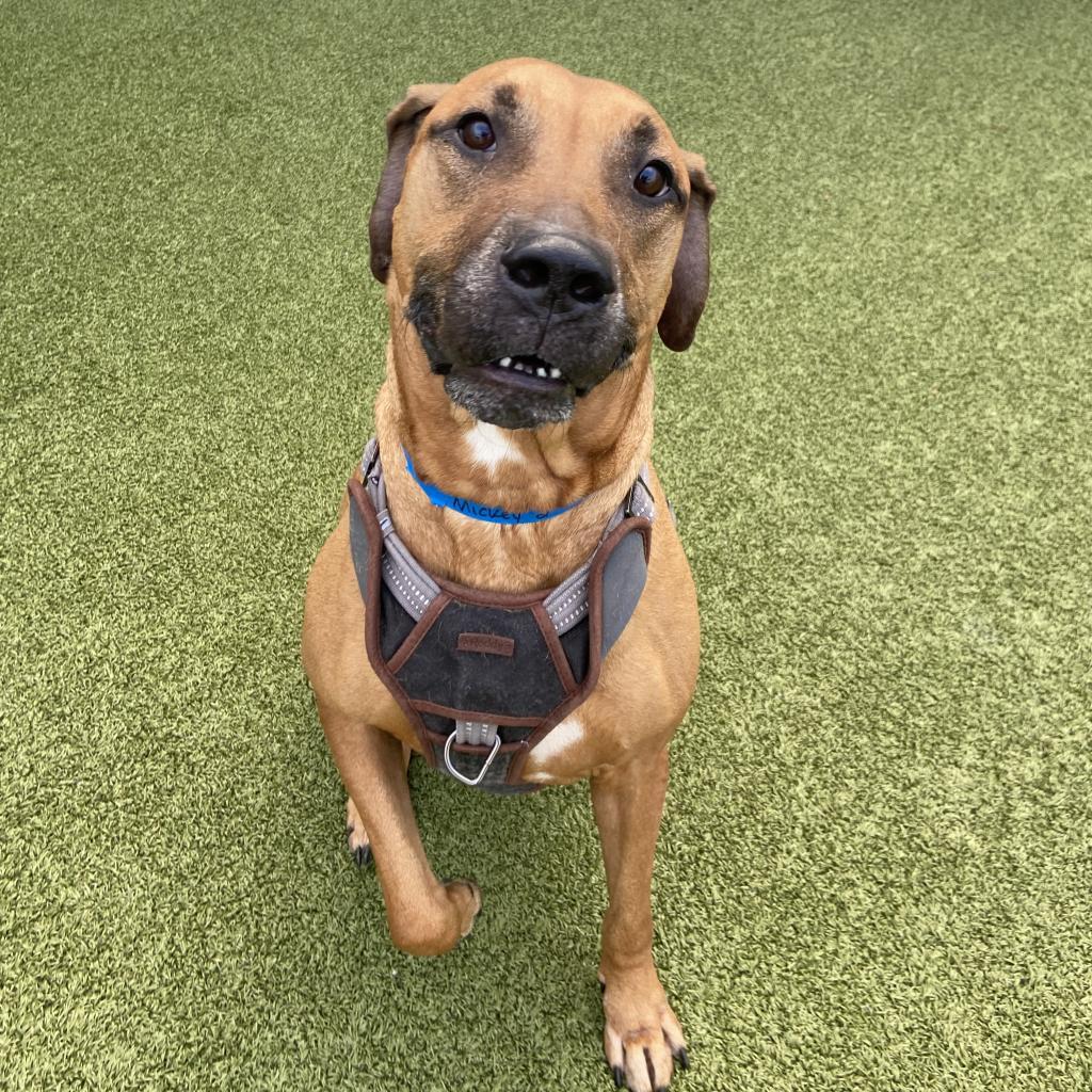 Enlarge Mickey, a Adoptable mixed breed in Tampa, FL image 5/6