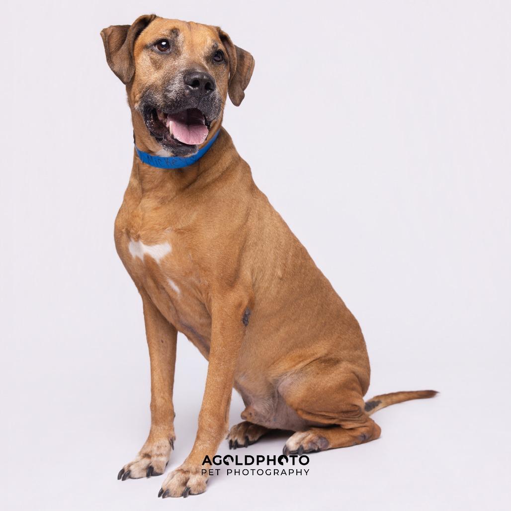 Enlarge Mickey, a Adoptable mixed breed in Tampa, FL image 6/6