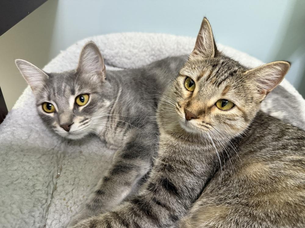 Stardust, Adoptable, Young Female Domestic Short Hair.