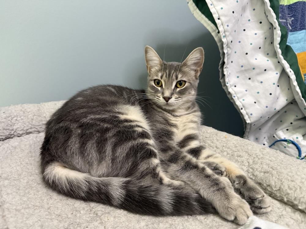 Stardust, a Adoptable Domestic Short Hair in Saint Augustine, FL image 2/6