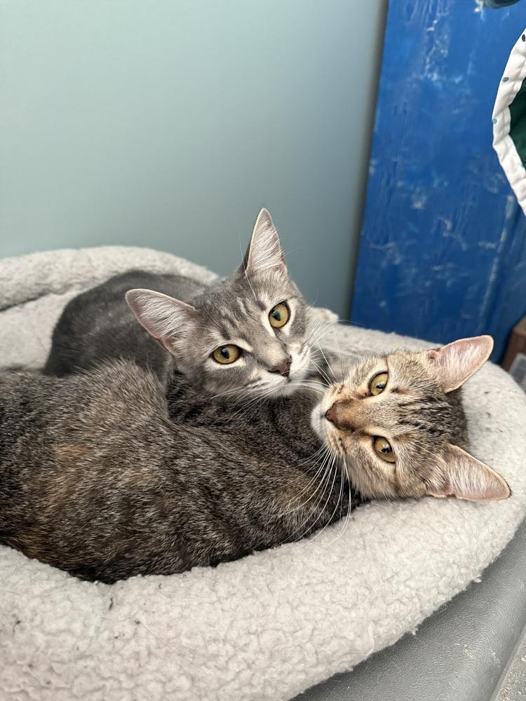 Stardust, a Adoptable Domestic Short Hair in Saint Augustine, FL image 3/6