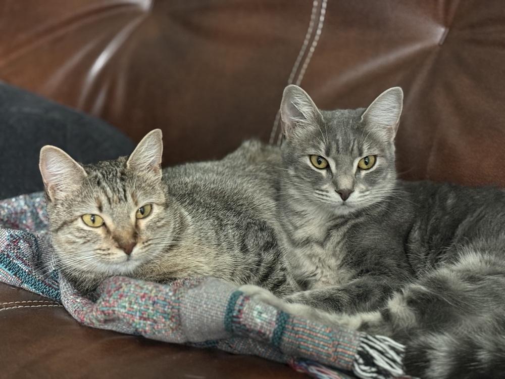 Stardust, a Adoptable Domestic Short Hair in Saint Augustine, FL image 4/6