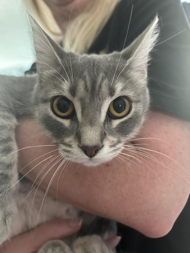 Stardust, a Adoptable Domestic Short Hair in Saint Augustine, FL image 6/6