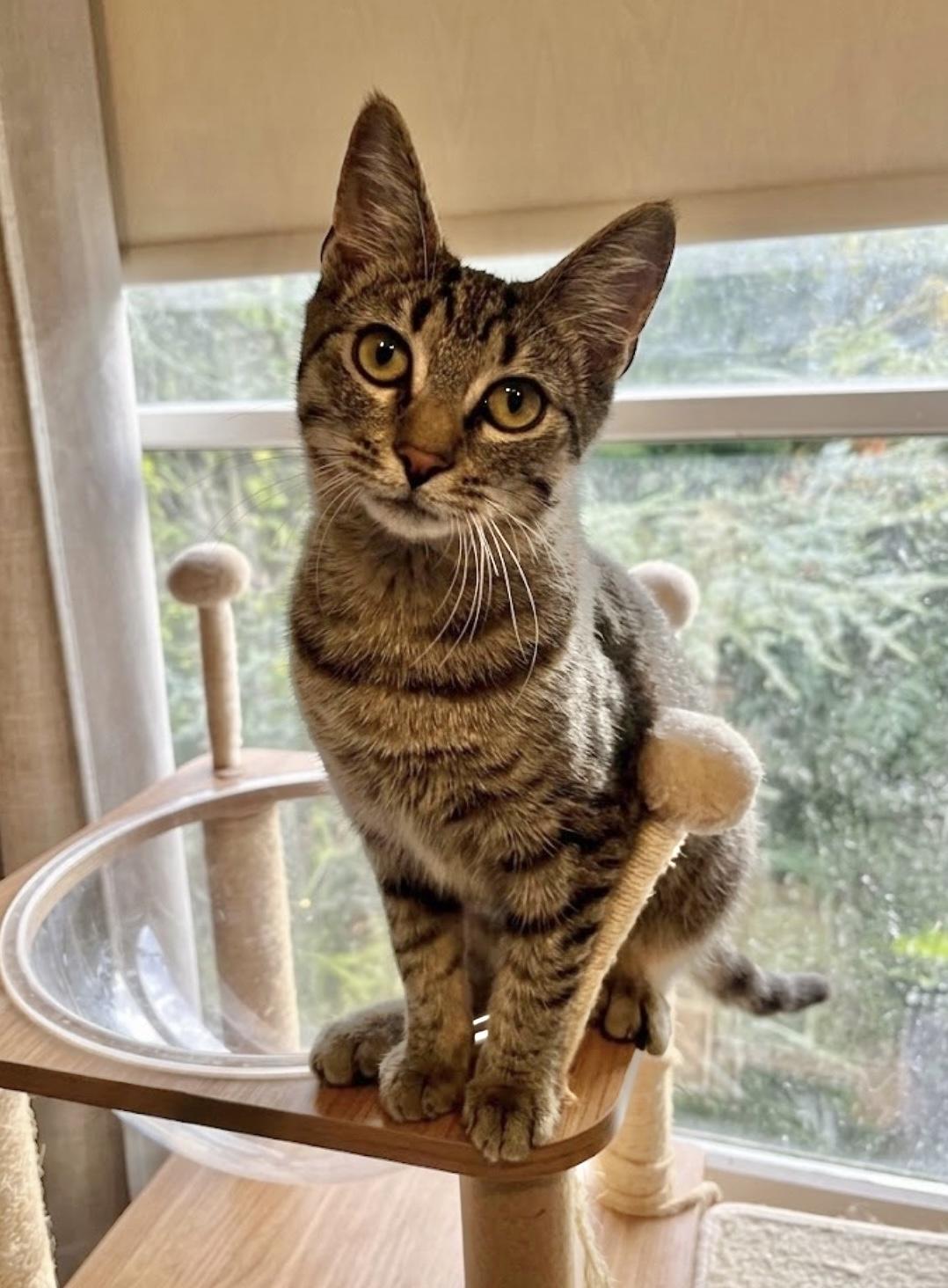 Enlarge Tony, a Adoptable mixed breed in Allentown, NJ image 1/5