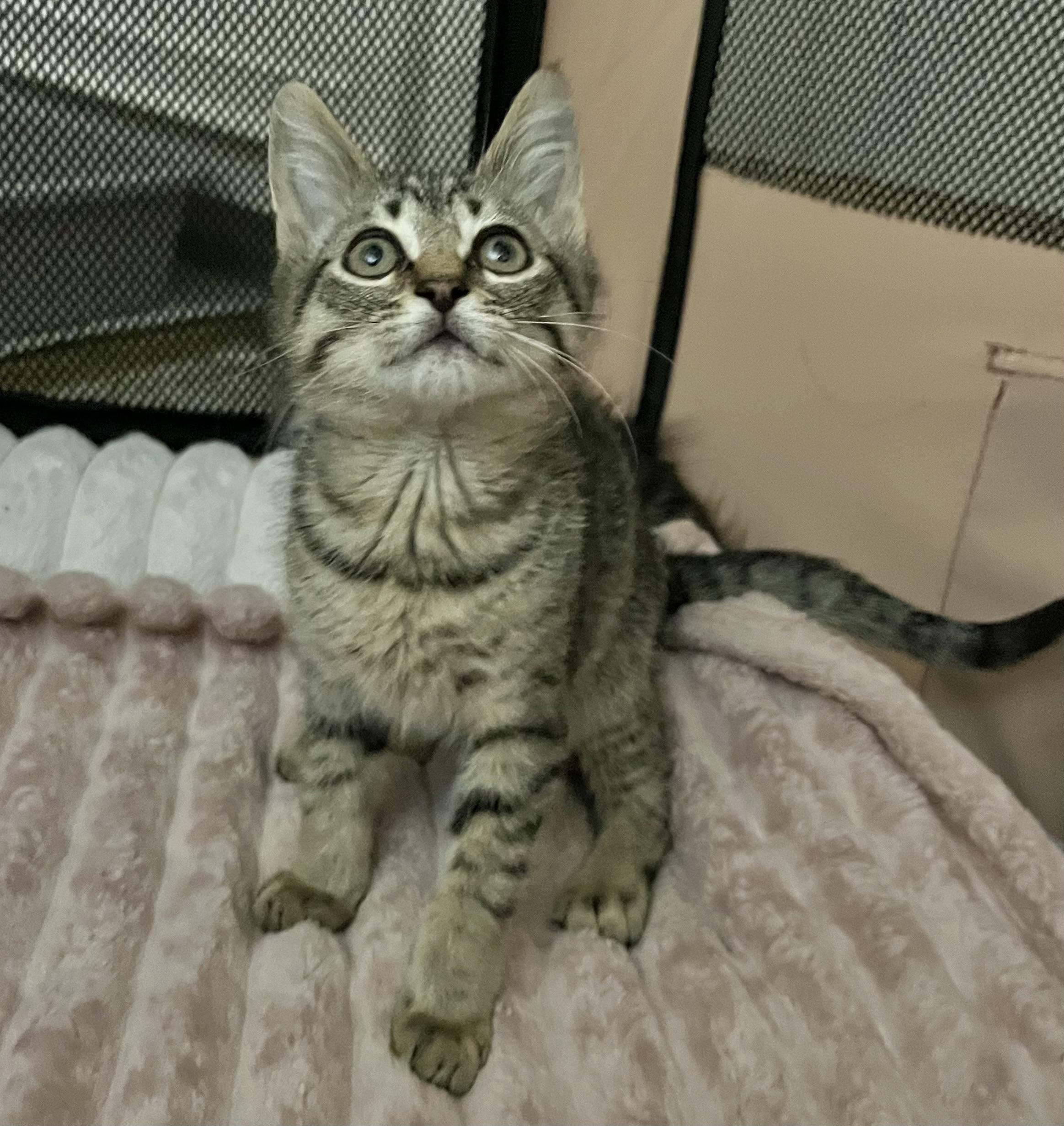 Enlarge Tony, a Adoptable mixed breed in Allentown, NJ image 3/5