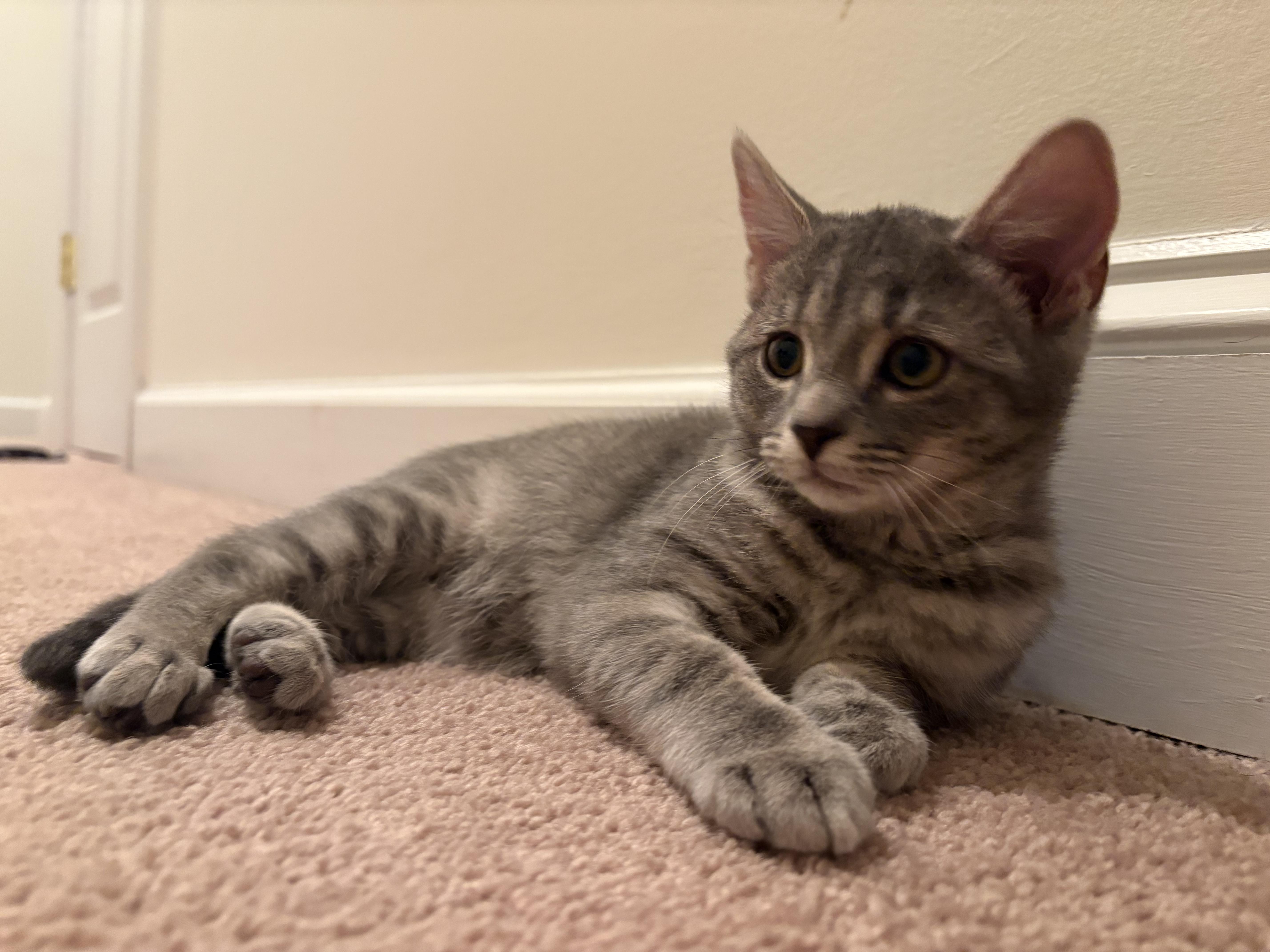 Enlarge Winnefred (Winnie), a Adoptable Domestic Short Hair in Blacksburg, VA image 1/3