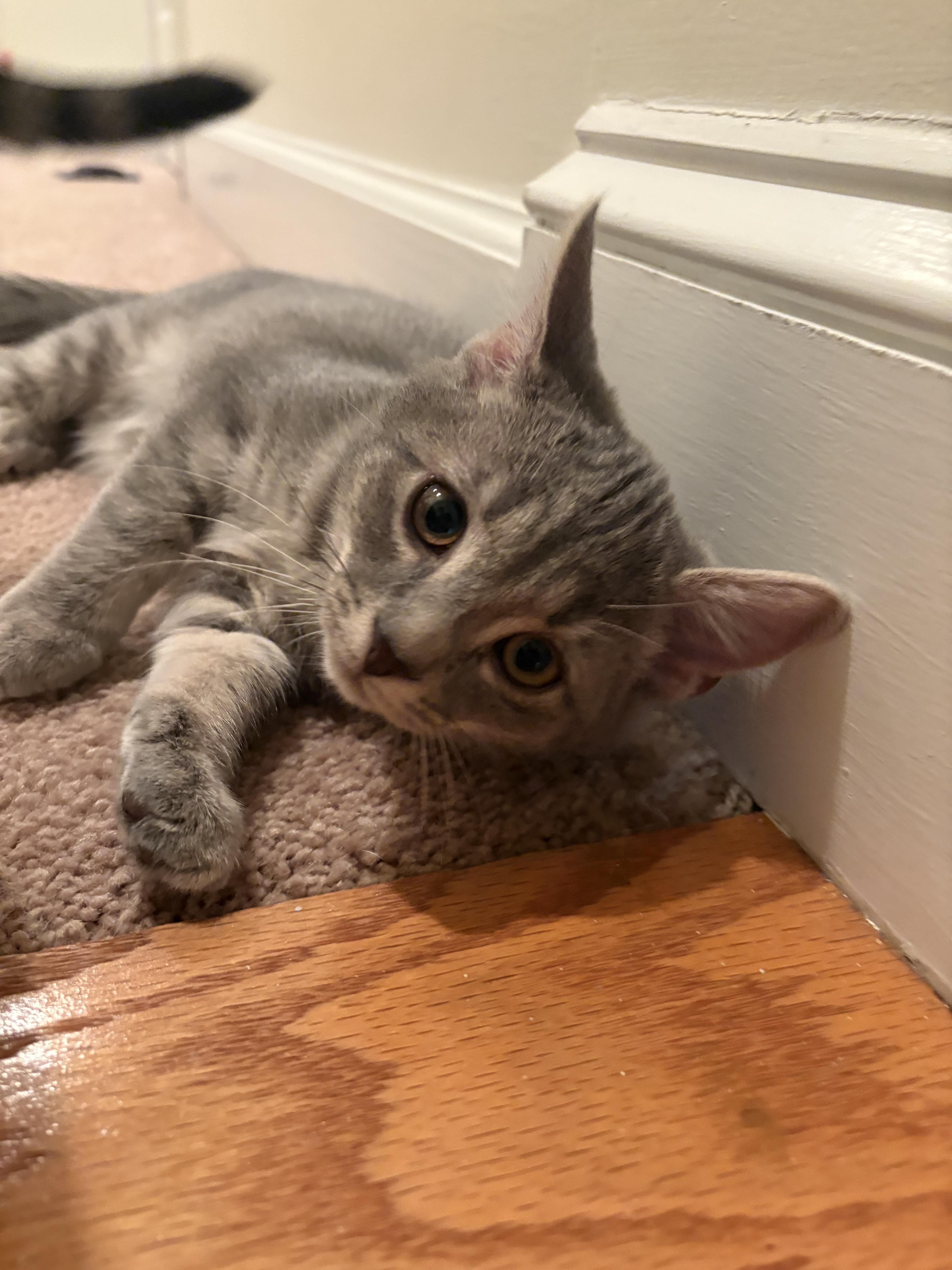 Enlarge Winnefred (Winnie), a Adoptable Domestic Short Hair in Blacksburg, VA image 2/3