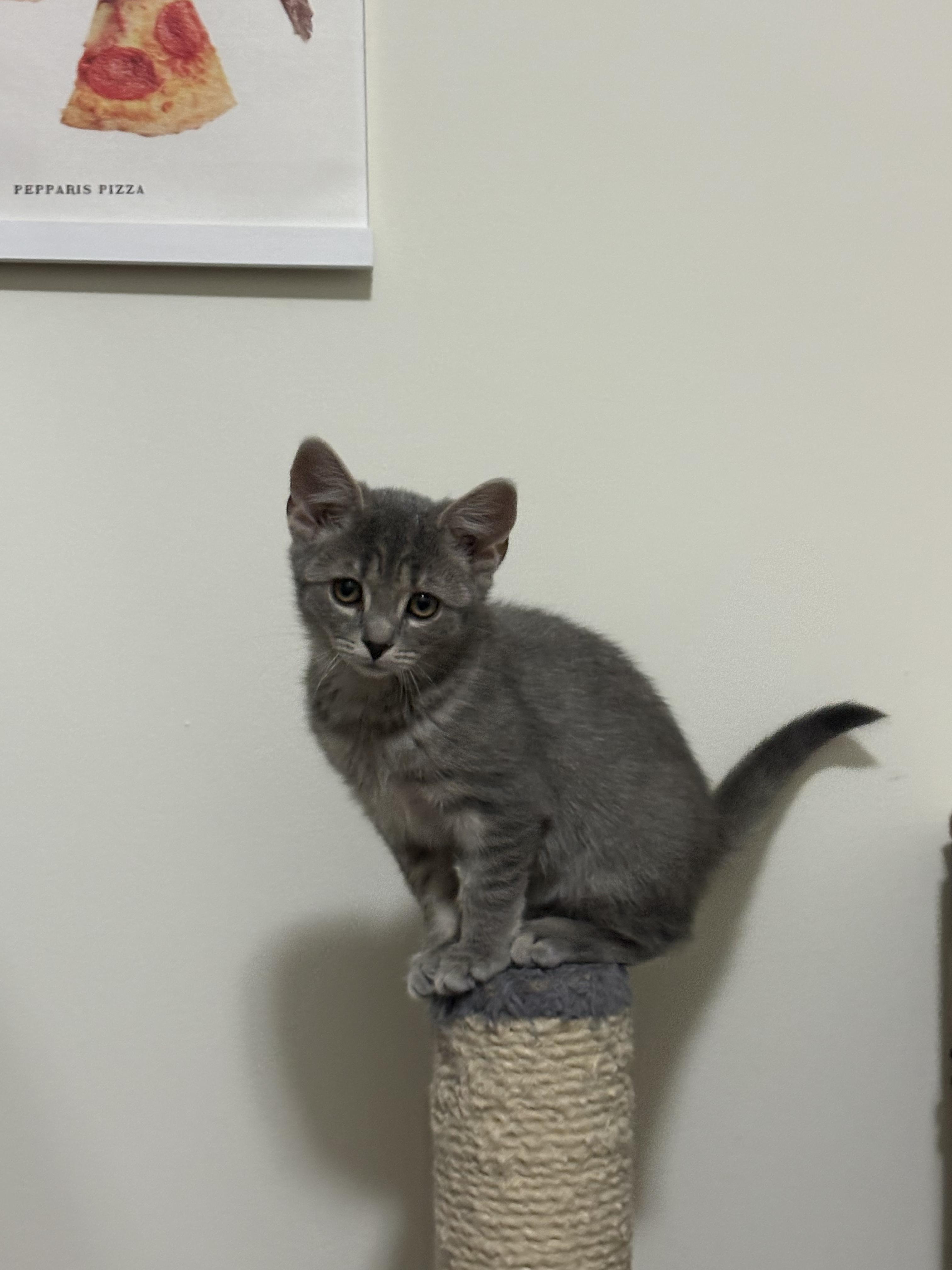 Enlarge Winnefred (Winnie), a Adoptable Domestic Short Hair in Blacksburg, VA image 3/3