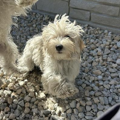 Graham, Adoptable, Puppy Male Maltese & Poodle.