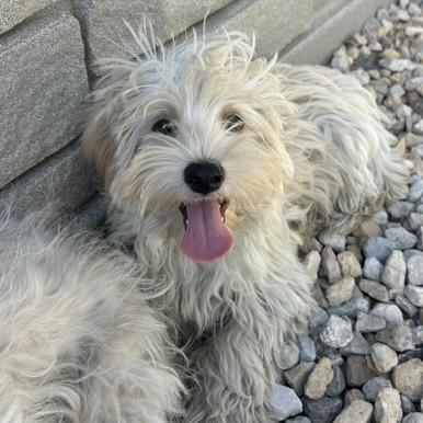 Enlarge Graham, a Adoptable mixed breed in St. Louis, MO image 3/3