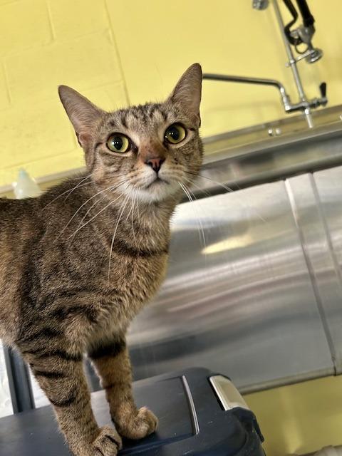 Sisu, Adoptable, Young Female Domestic Short Hair.