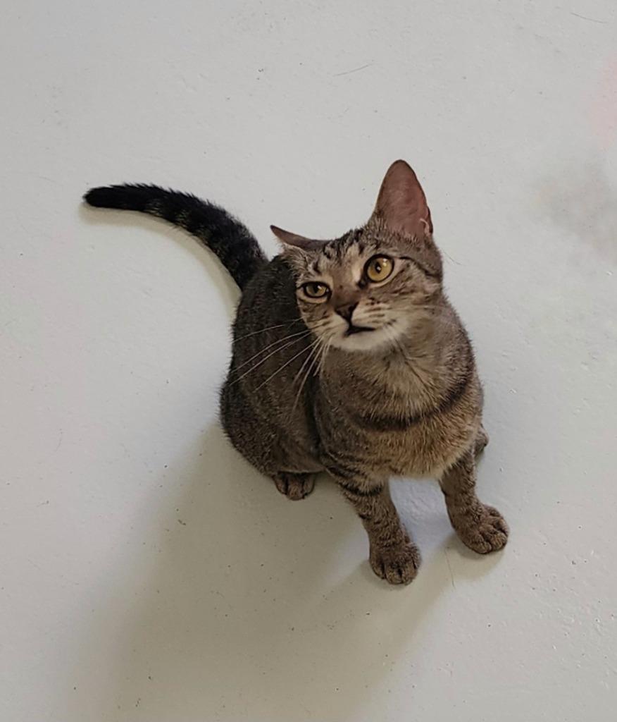 Sisu, a Adoptable mixed breed in Blountville, TN image 2/4