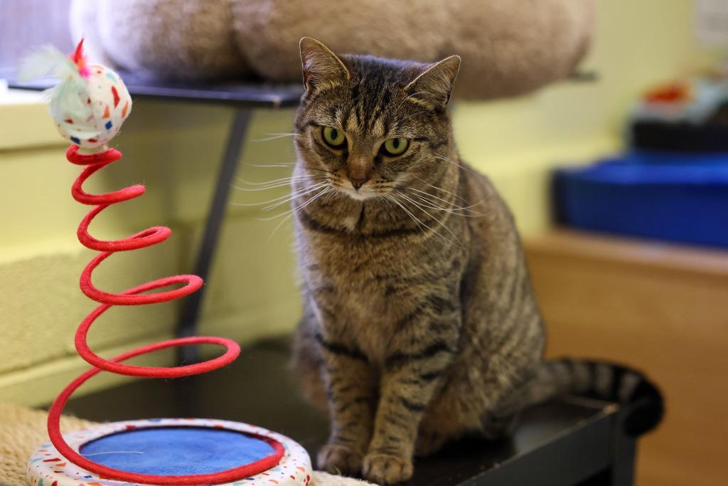 Sisu, a Adoptable mixed breed in Blountville, TN image 3/4