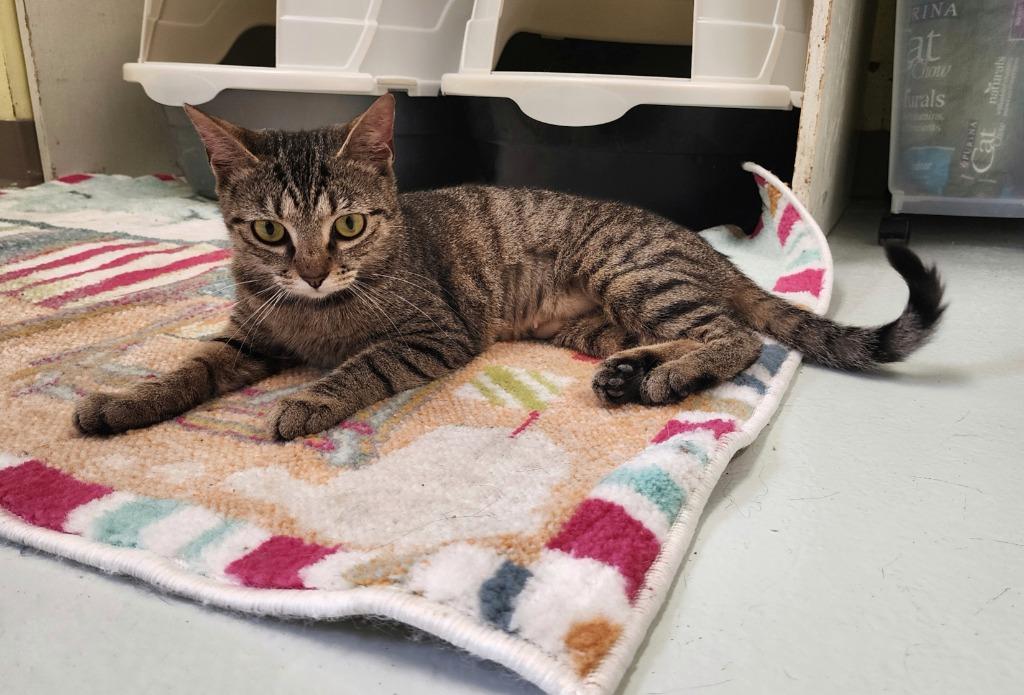 Sisu, a Adoptable mixed breed in Blountville, TN image 4/4