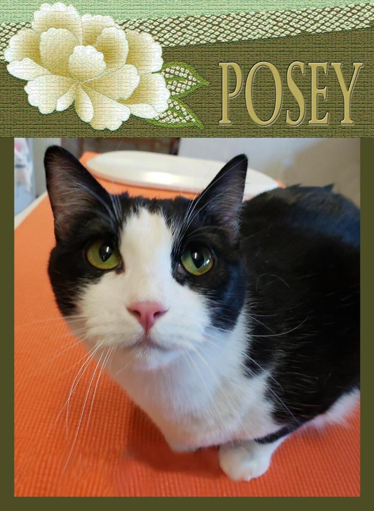 Enlarge Posey, a Adopted mixed breed in Mena, AR image 1/2