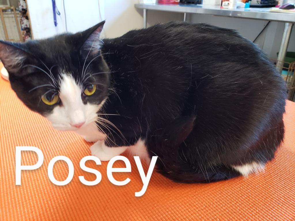 Enlarge Posey, a Adopted mixed breed in Mena, AR image 2/2