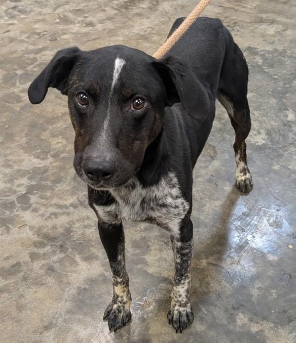 Rio, Adoptable, Adult Male Australian Cattle Dog / Blue Heeler.