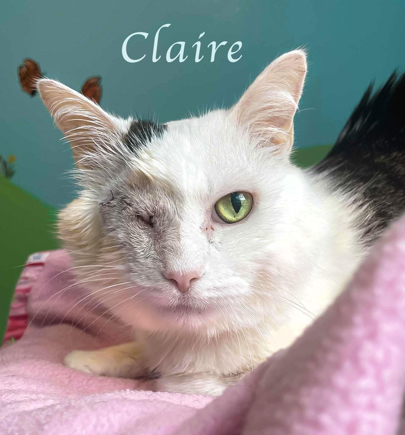 Claire, Adoptable, Adult Female Domestic Short Hair.