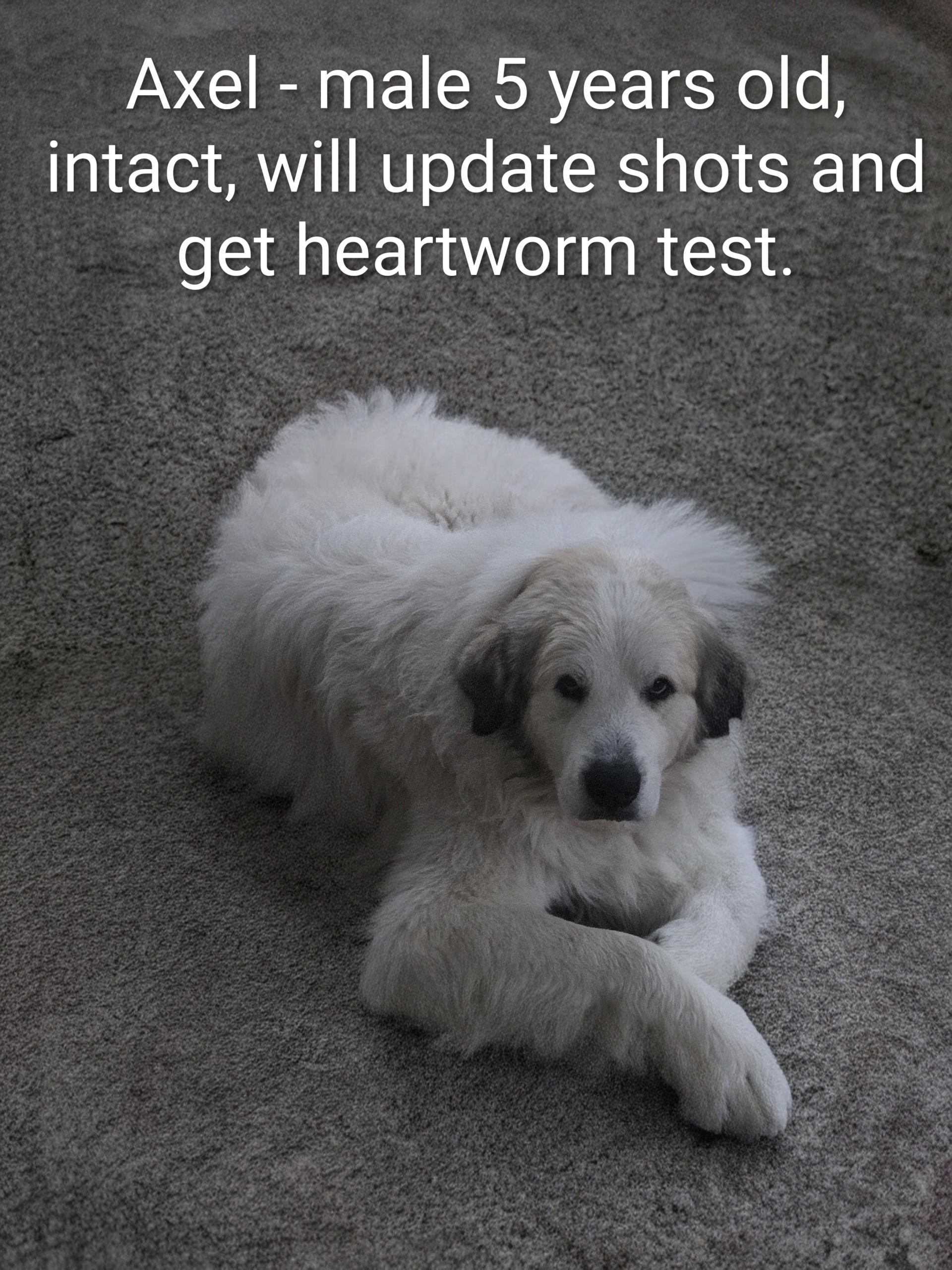 Enlarge Axel Courtesy Listed, a ADOPTABLE Great Pyrenees in Midland, MI image 1/1