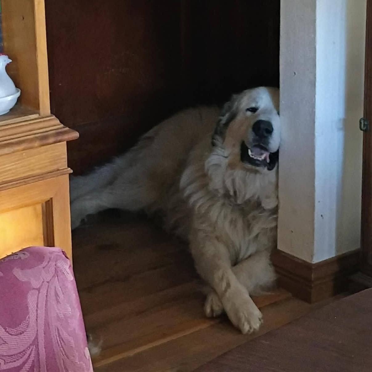Enlarge Axel Courtesy Listed, a ADOPTABLE Great Pyrenees in Midland, MI image 3/4
