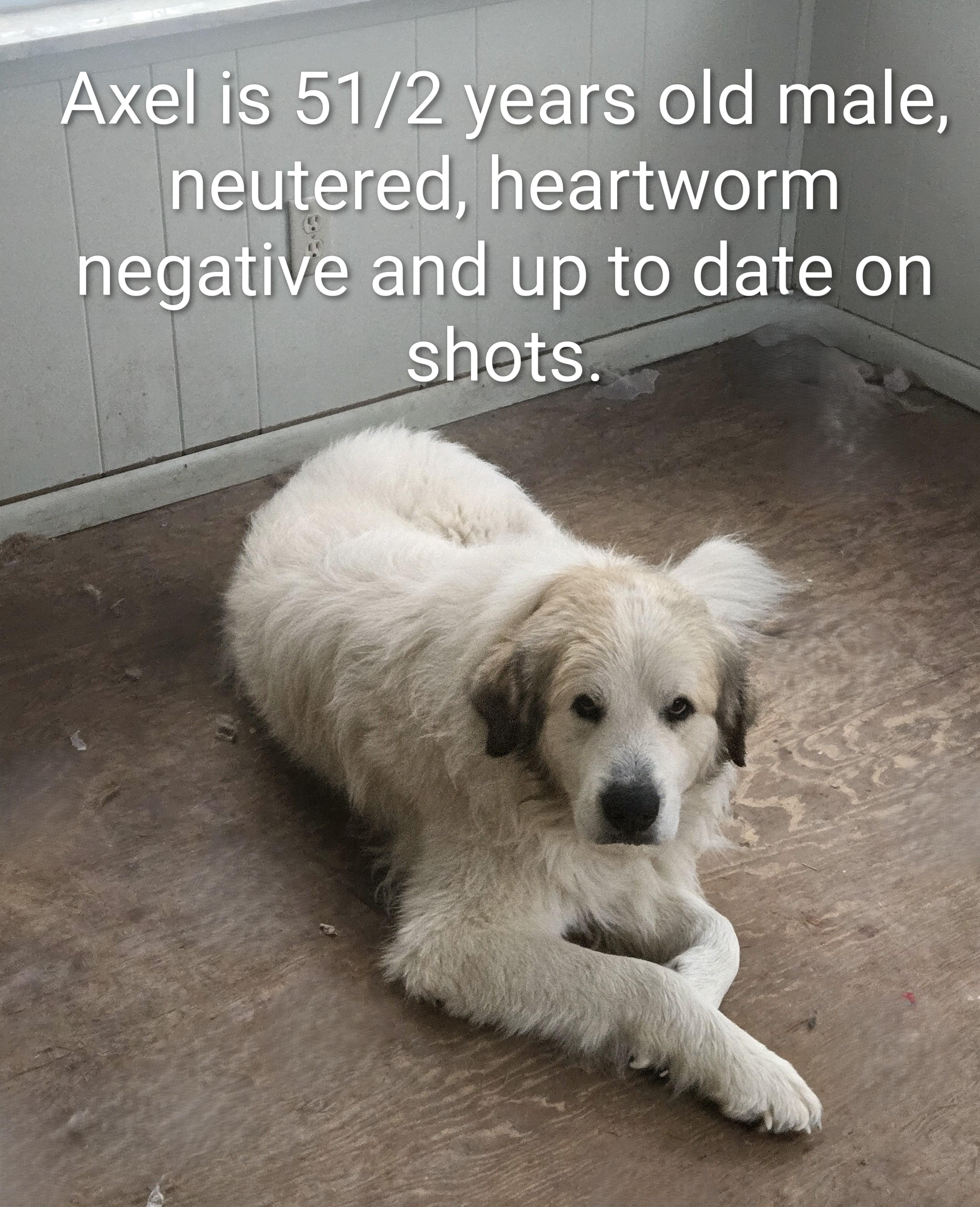 Axel Courtesy Listed, ADOPTABLE, Adult Male Great Pyrenees.