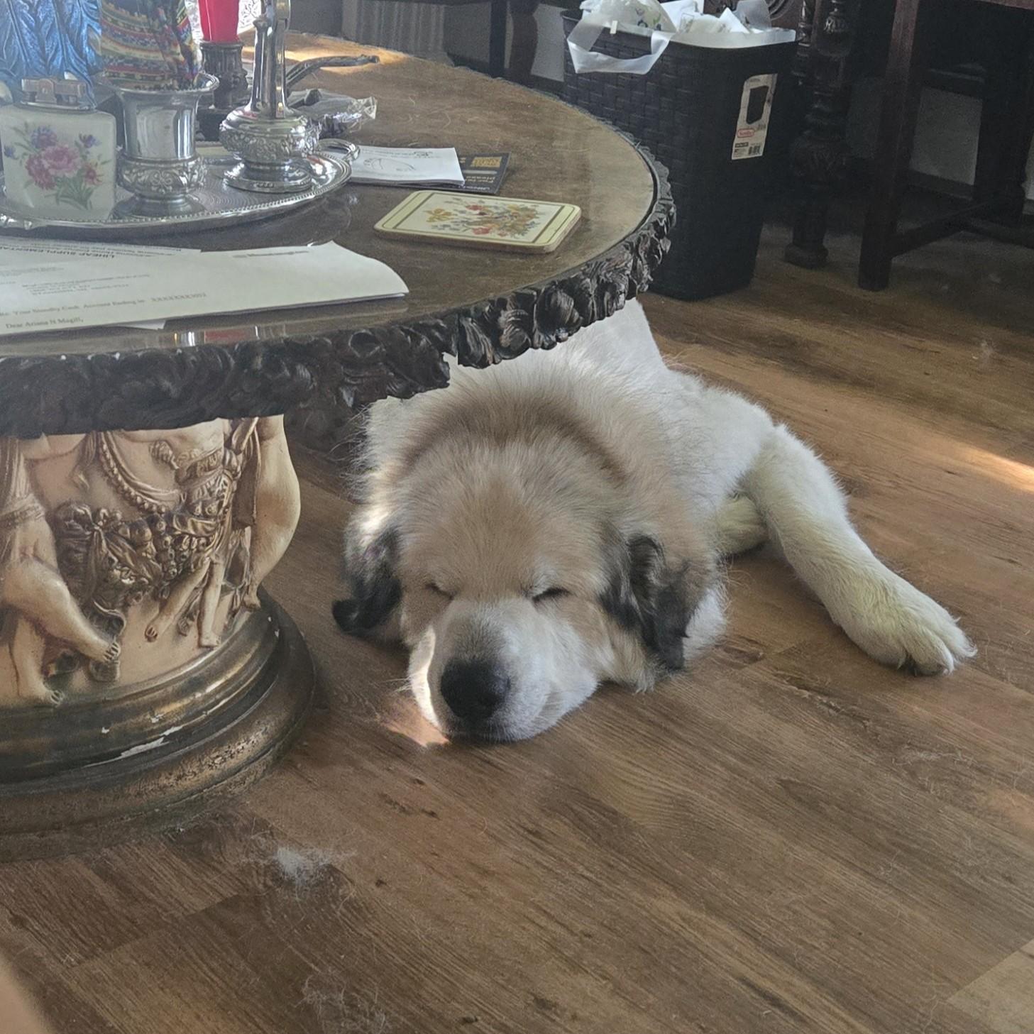 Enlarge Axel Courtesy Listed, a ADOPTABLE Great Pyrenees in Midland, MI image 2/4