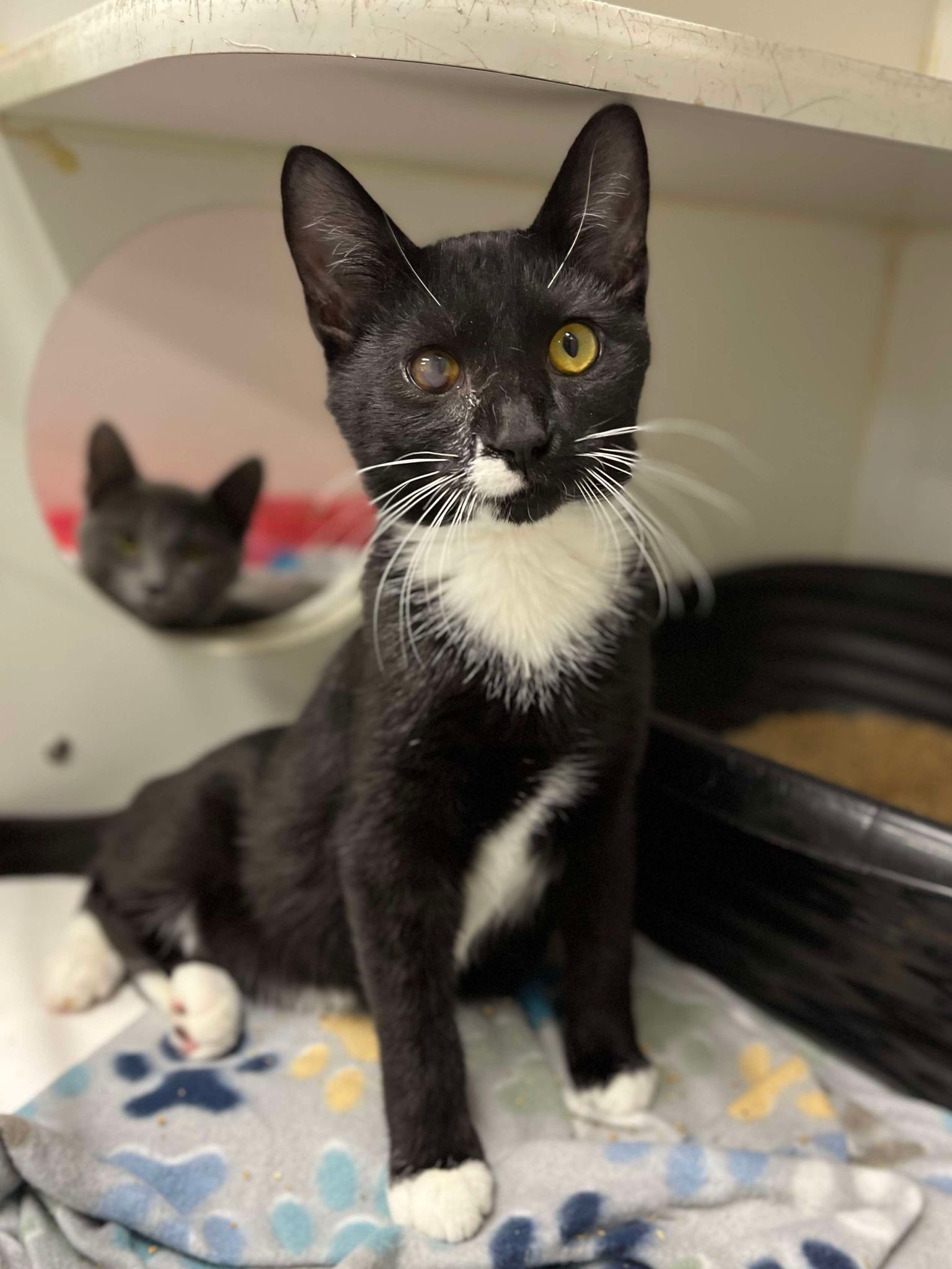 Cat for adoption Dougal FULLY sponsored!, a Domestic Short Hair in