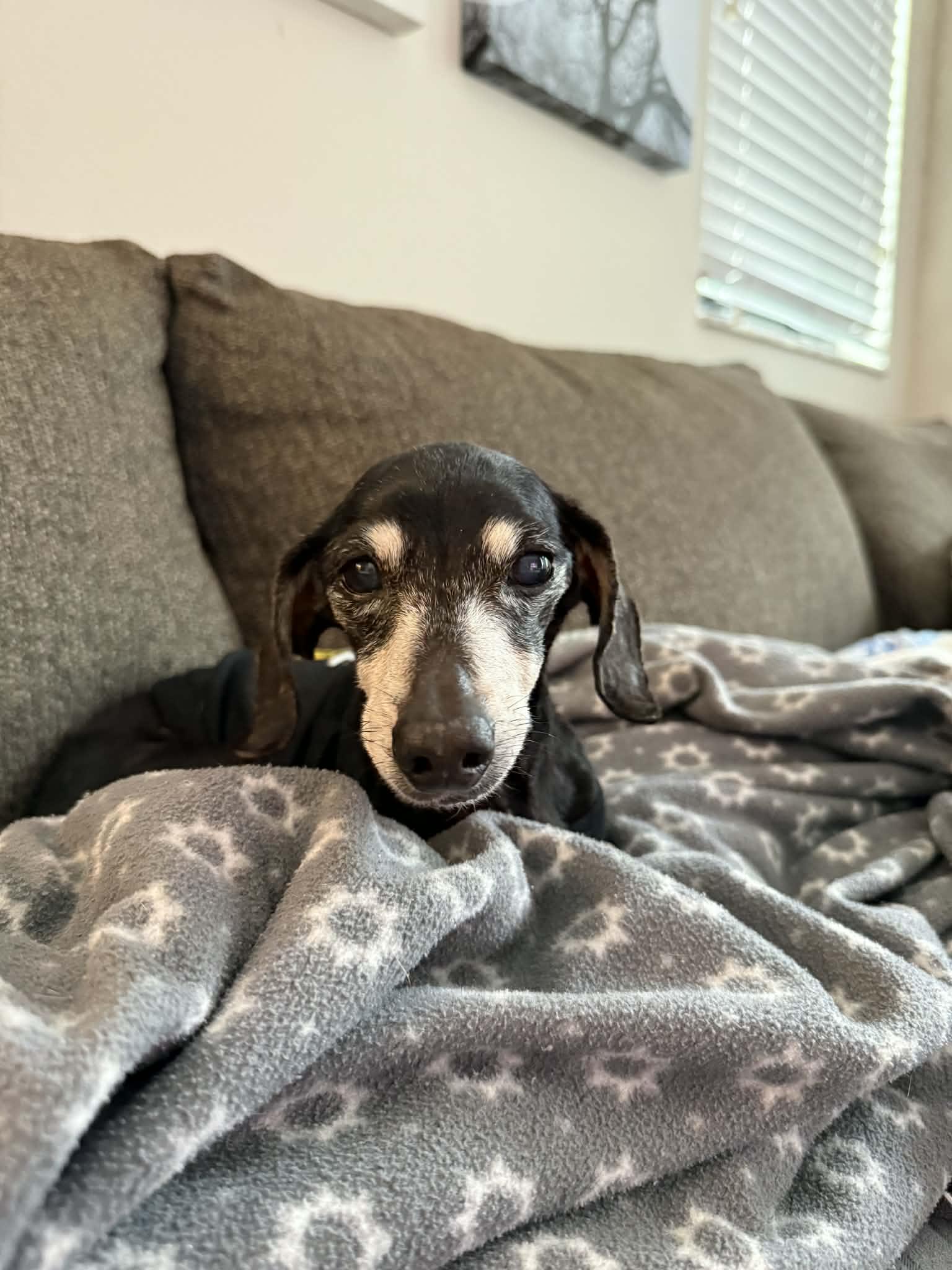 Minnie2, Adoptable, Senior Female Dachshund.
