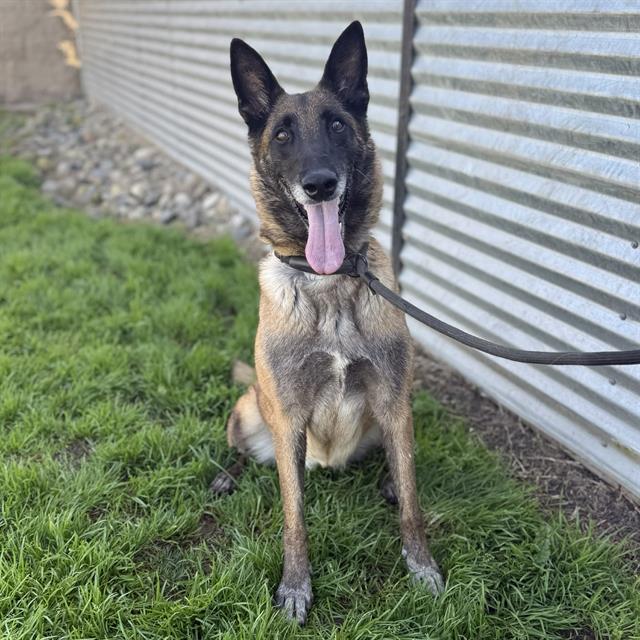 Enlarge COCO, a Adoptable Belgian Shepherd / Malinois in Modesto, CA image 1/1