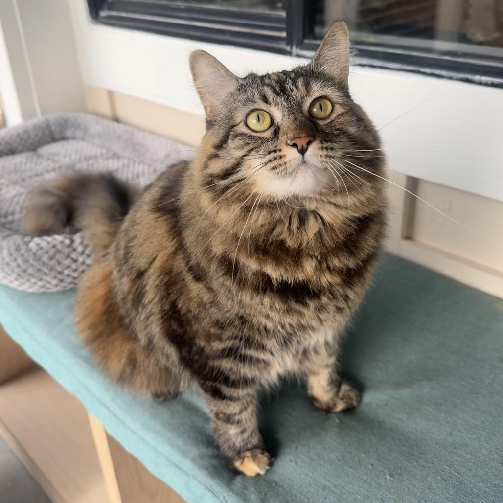 Enlarge Keanu, a Adoptable Domestic Long Hair in Buellton, CA image 1/3