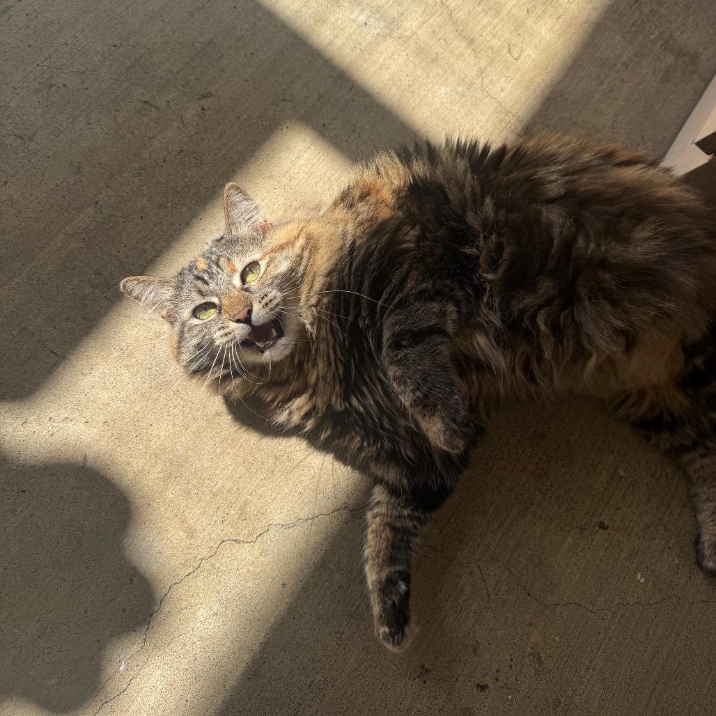 Enlarge Keanu, a Adoptable Domestic Long Hair in Buellton, CA image 2/6